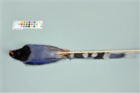 臺灣藍鵲藏品圖，第11張